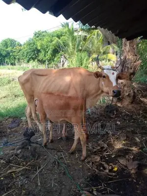 කිරි ගවයින්