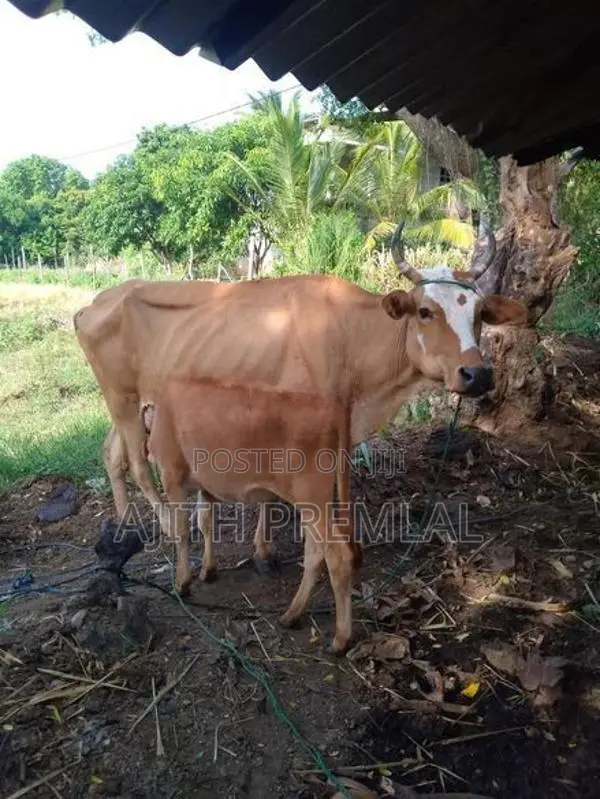 කිරි ගවයින්
