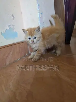persian cat