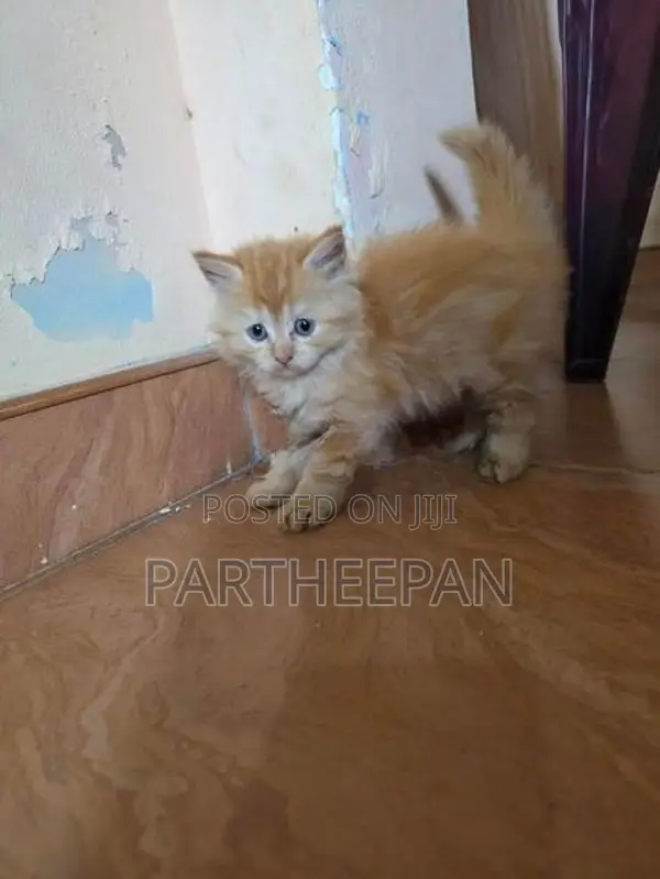 persian cat