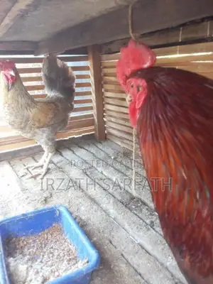 Farm Hens