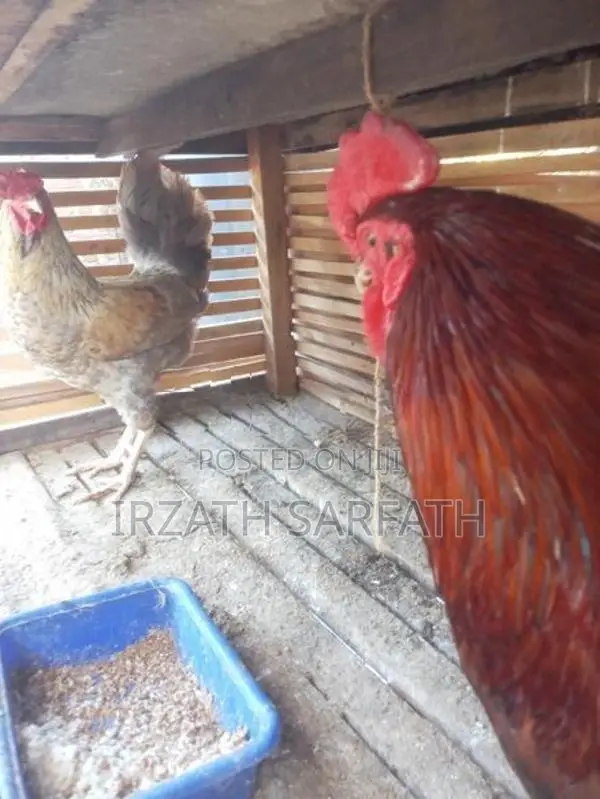 Farm Hens