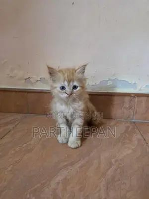 persian cat
