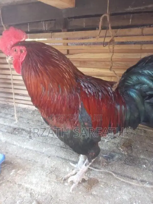 Farm Hens