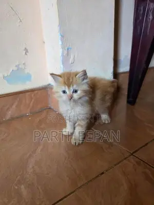 persian cat