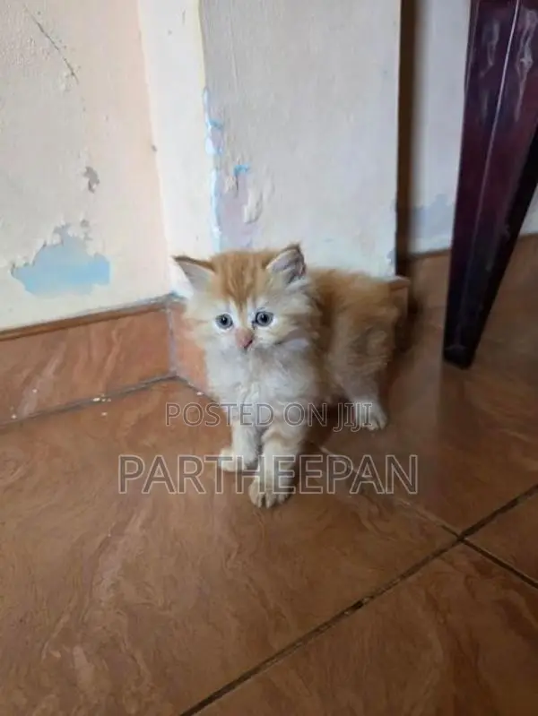 persian cat