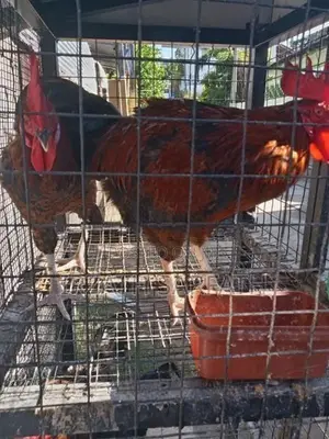 Farm Hens
