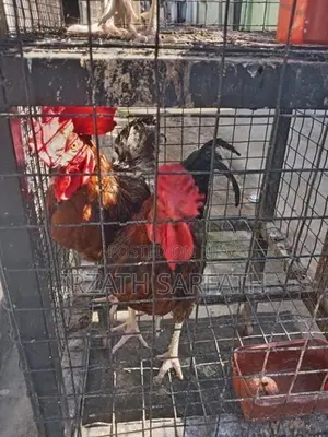 Farm Hens