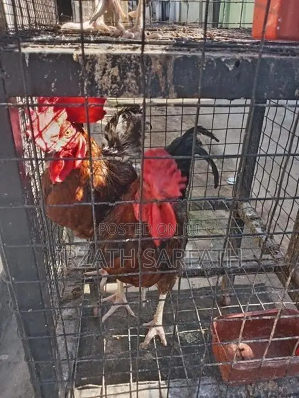 Farm Hens