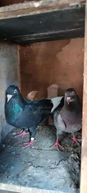 pigeons