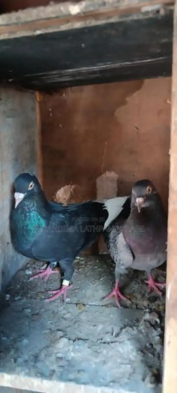 pigeons