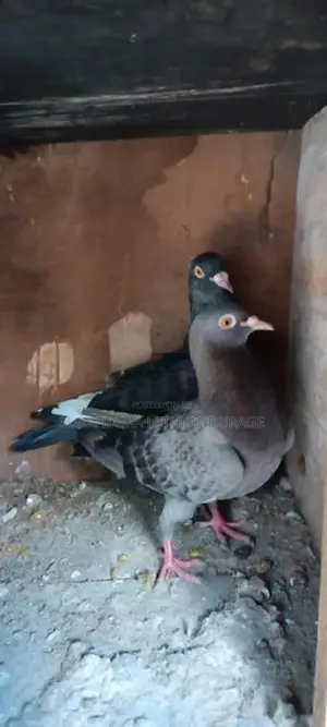 pigeons