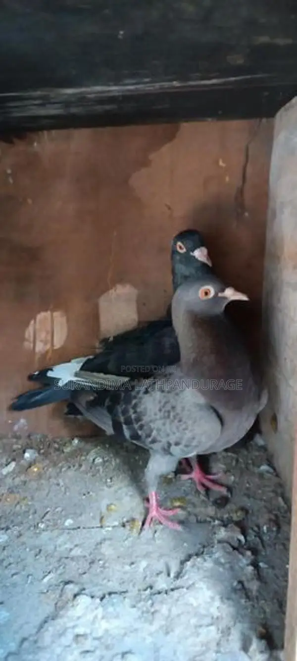 pigeons
