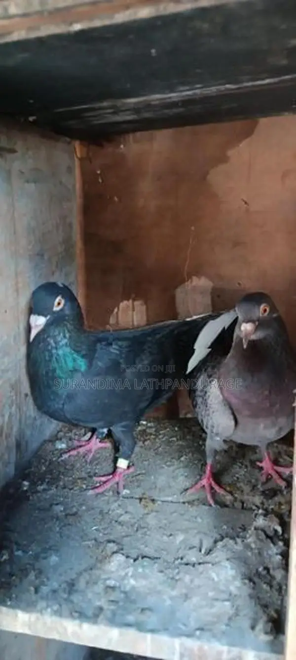 pigeons