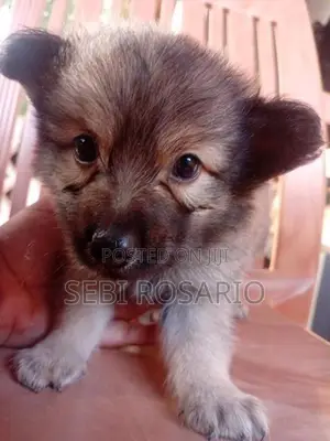 Pomeranian Puppy