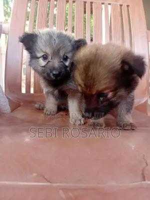 Pomeranian Puppy