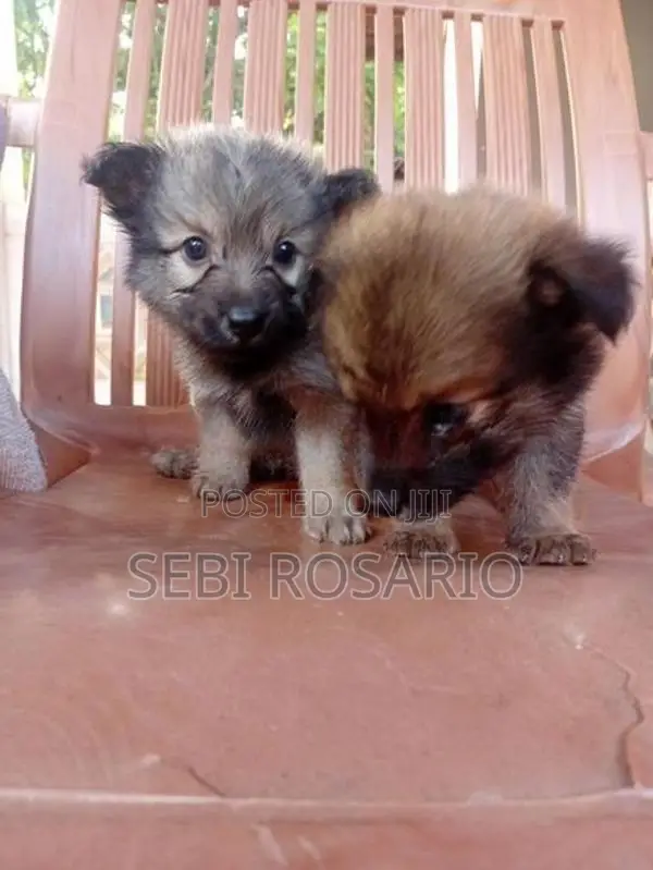 Pomeranian Puppy