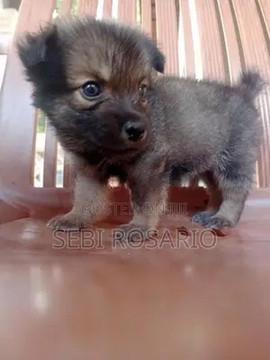 Pomeranian Puppy