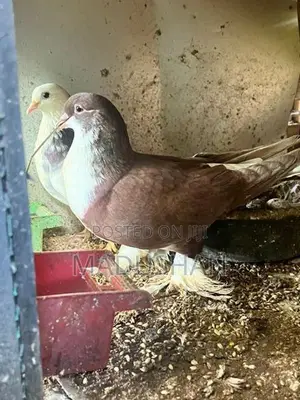 Pigeons