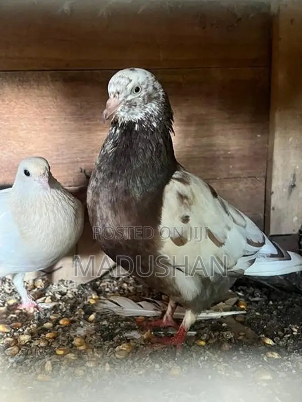 Pigeons