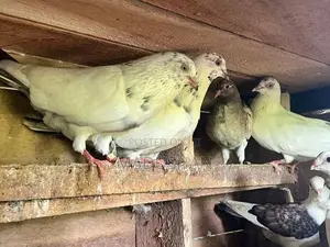Pigeons