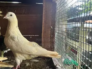 Pigeons