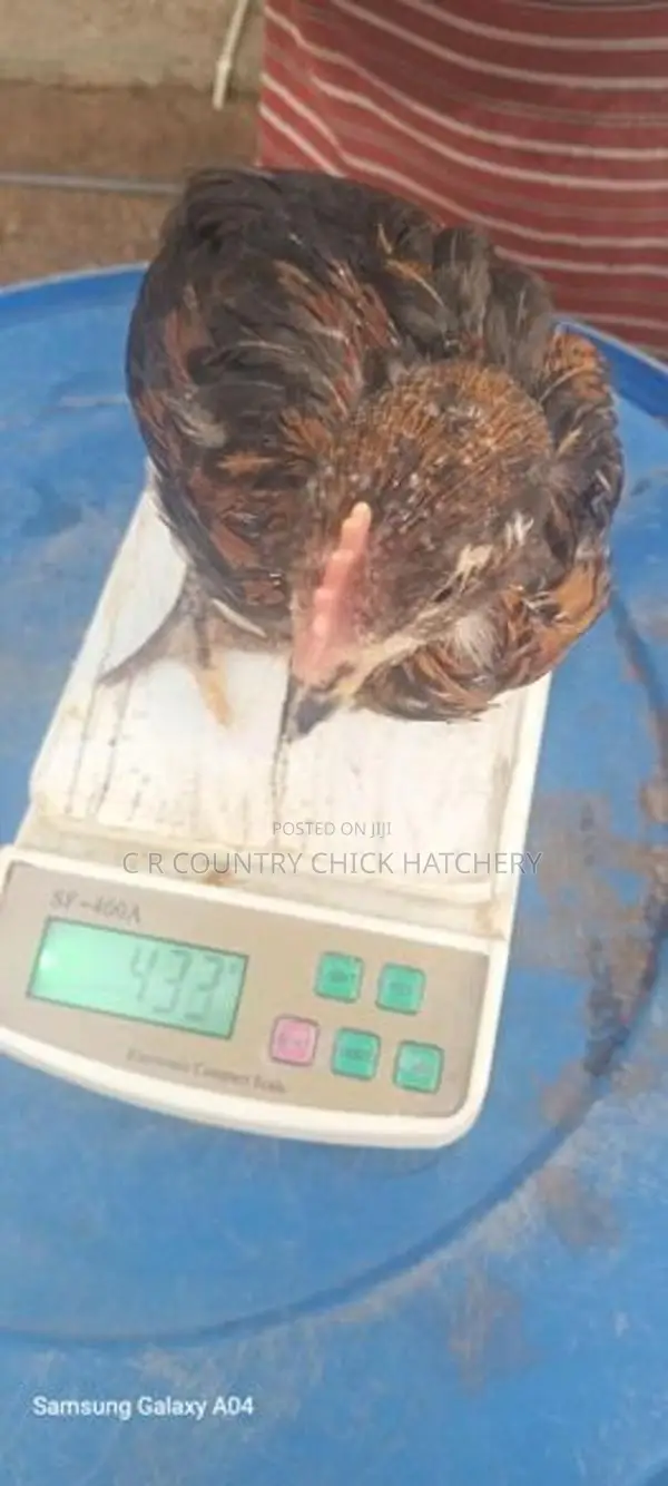 කිකිලි පැටවු