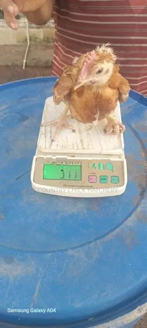 කිකිලි පැටවු