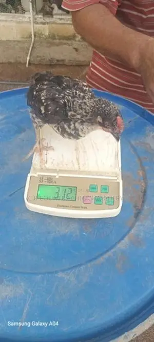කිකිලි පැටවු