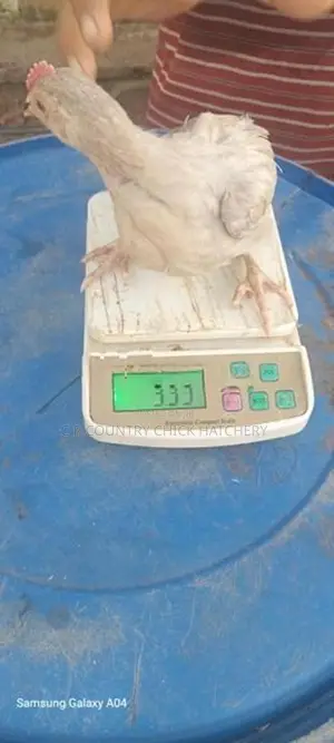 කිකිලි පැටවු
