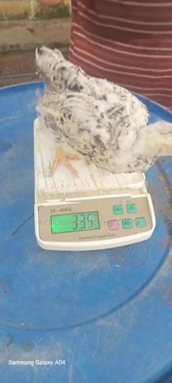 කිකිලි පැටවු
