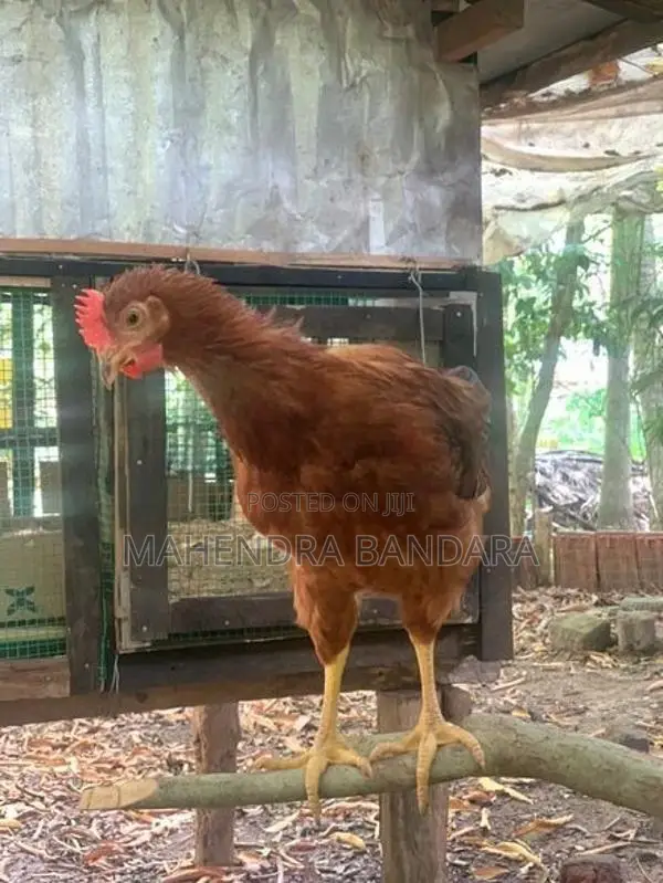 අමිශ්‍ර RIR කුකුලන්