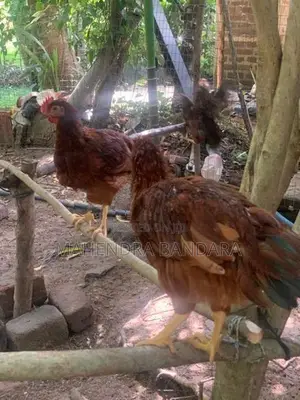 අමිශ්‍ර RIR කුකුලන්