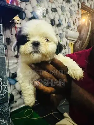 Shitzu Puppies