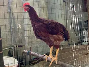 අමිශ්‍ර RIR කුකුලන්