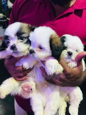 Shitzu Puppies