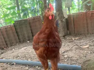 අමිශ්‍ර RIR කුකුලන්