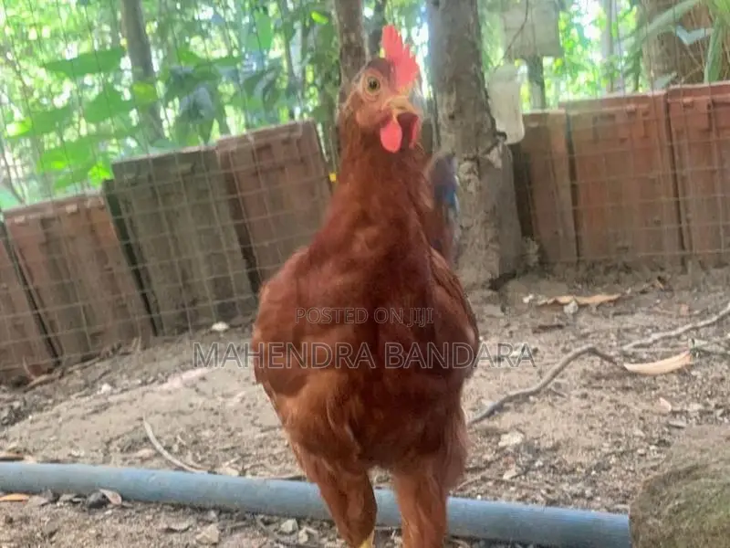 අමිශ්‍ර RIR කුකුලන්