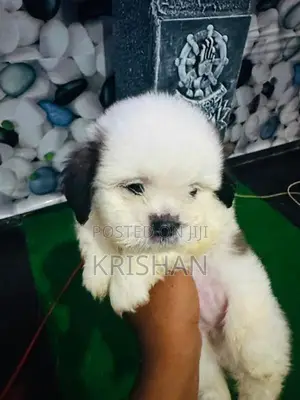 Shitzu Puppies