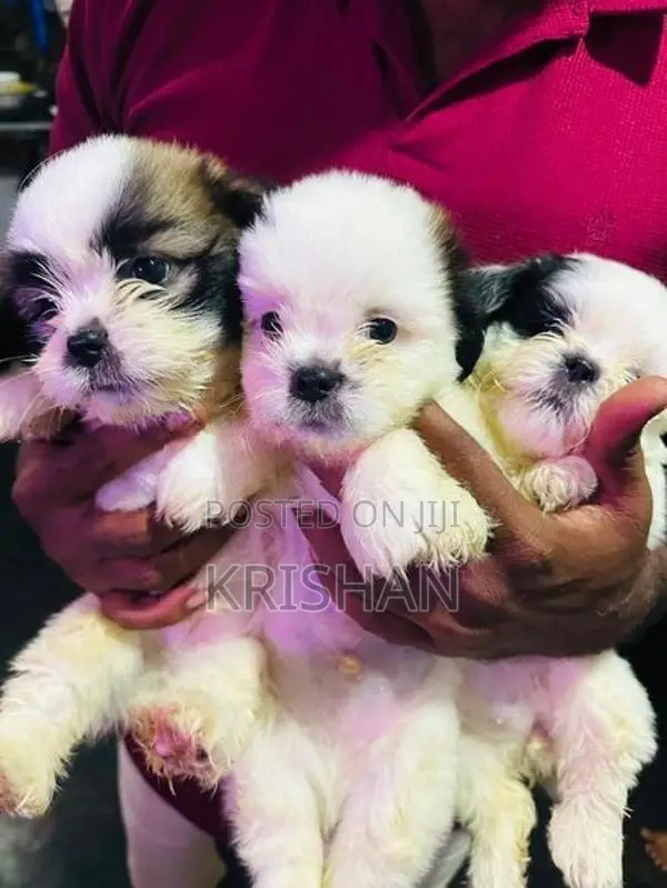 Shitzu Puppies