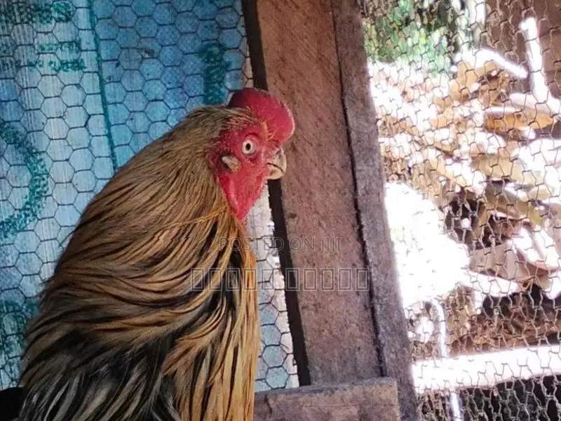 Parrot Beak Roosters