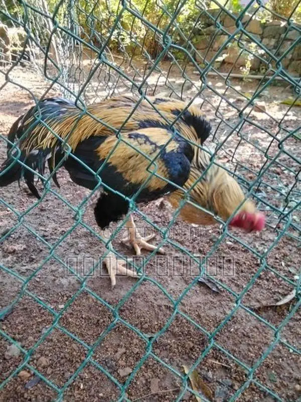 Parrot Beak Roosters