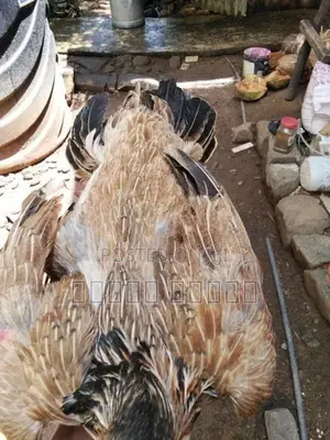 Parrot Beak Roosters