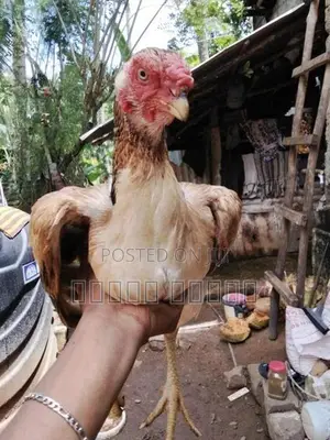 Parrot Beak Roosters