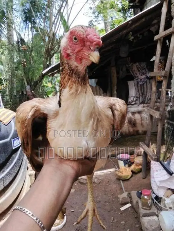 Parrot Beak Roosters