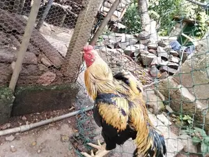 Parrot Beak Roosters