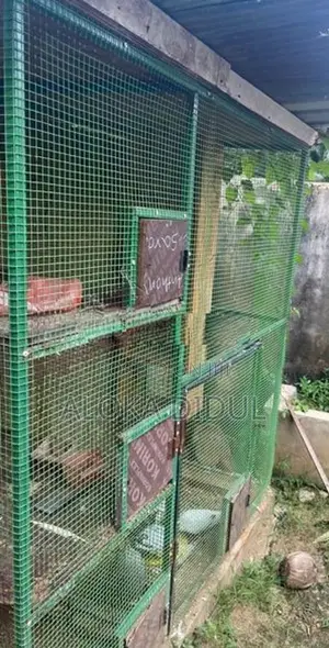lovebirds/ pigeons cage