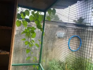lovebirds/ pigeons cage