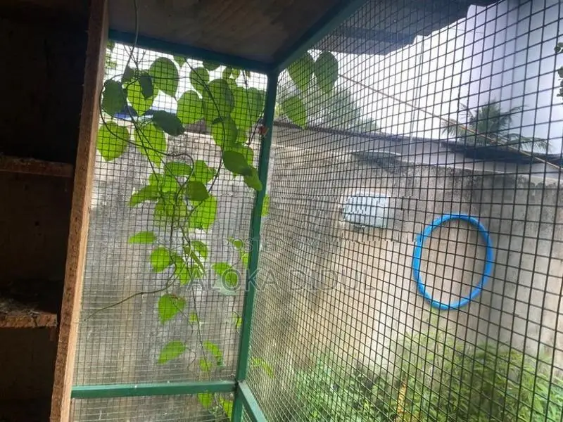 lovebirds/ pigeons cage