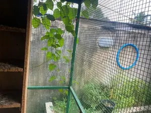lovebirds/ pigeons cage